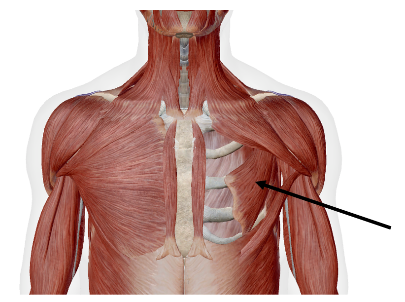 <p>Identify the name of the muscle that the arrow is pointing to in the image.</p>