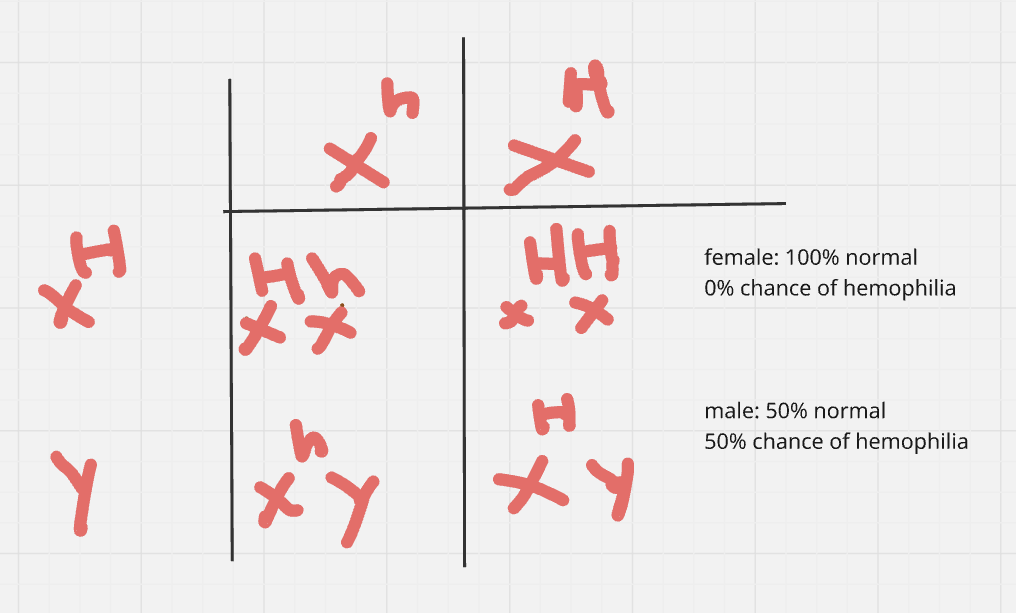 <p><strong>B) </strong>50 percent for sons, 0 percent for daughters</p>