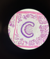 knowt flashcard image
