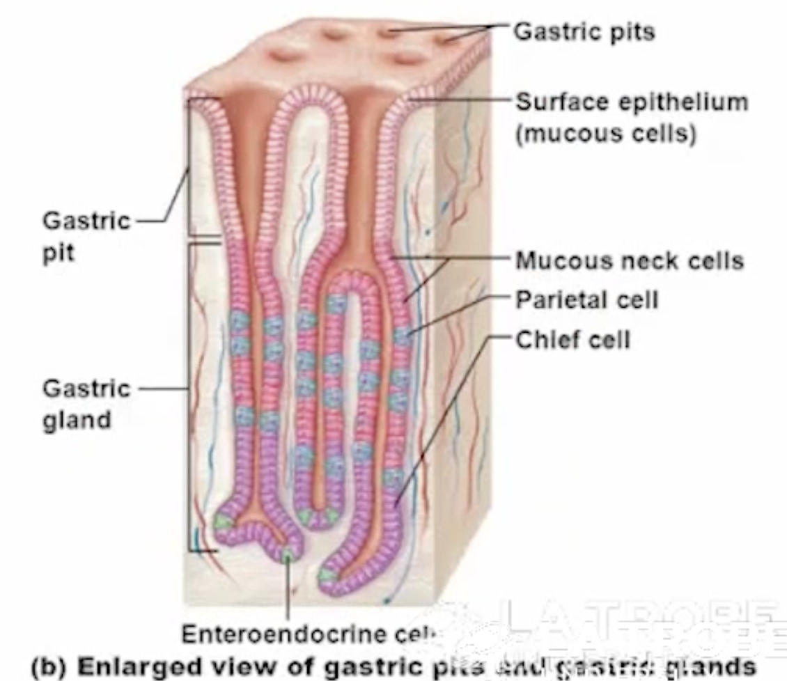 <ul><li><p>mucous neck cells</p></li><li><p>parietal cells</p></li><li><p>chief cells</p></li><li><p>enteroendocrine cells</p></li></ul><p></p>