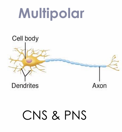 <ul><li><p>CNS and PNS</p></li><li><p>Most common neuron</p></li></ul><p></p>