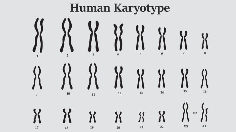 <p>The 46 chromosomes arranged in homologous pairs.</p>