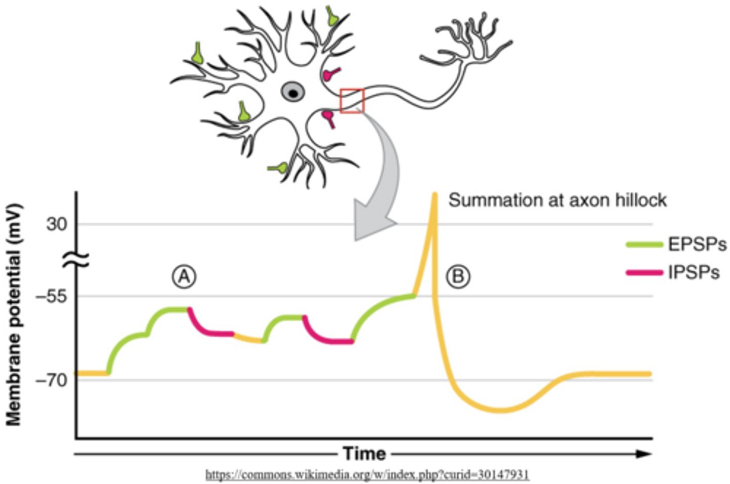 <p>action potential; refractory period</p>