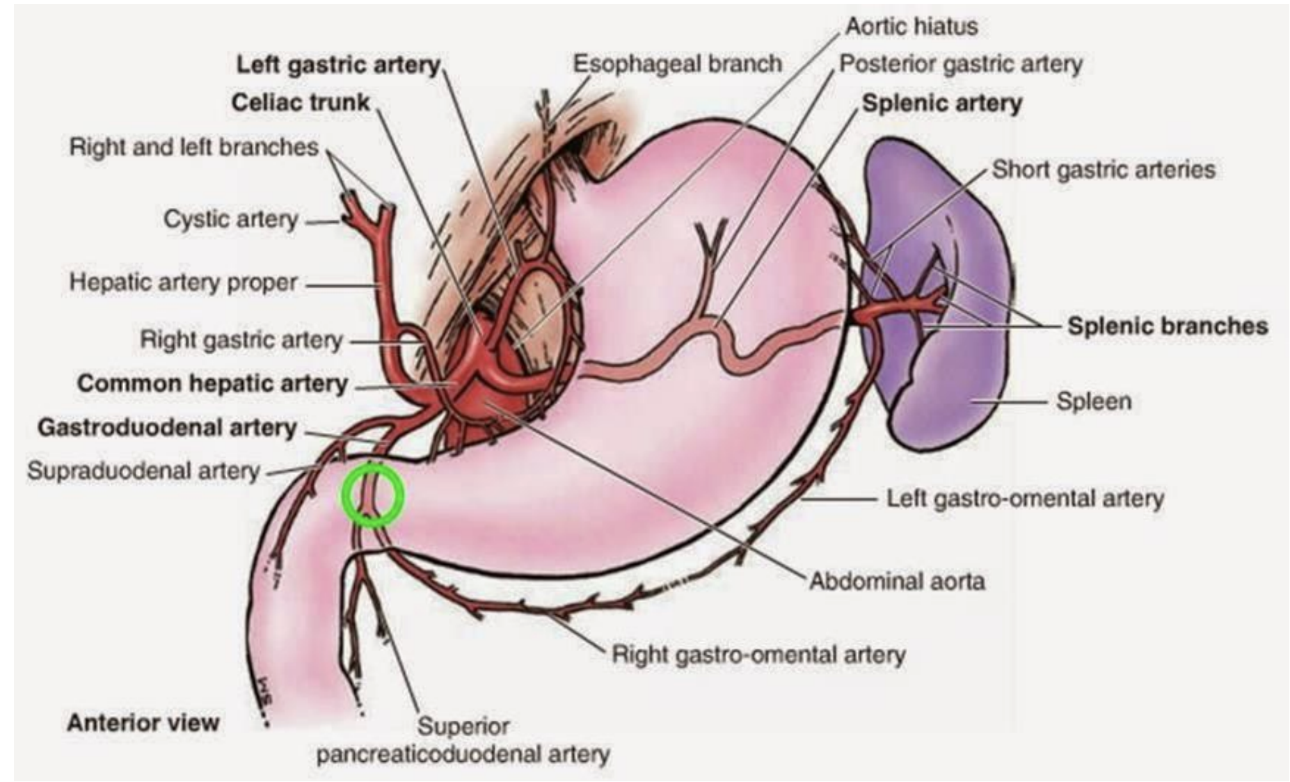 <p><strong>Descending (Abdominal) Aorta</strong></p><p>Arises from: Descending (Thoracic) Aorta</p><p></p><p><strong>Celiac Trunk:</strong></p><ol><li><p><strong>Left Gastric </strong>Arises from: Celiac Trunk</p></li><li><p><strong>Splenic </strong>Arises from: Celiac Trunk</p></li><li><p><strong>Common Hepatic </strong>Arises from: Celiac Trunk, Supplies: Liver (divides into left and right), gallbladder via *<em>Cystic artery</em></p></li></ol><p></p>