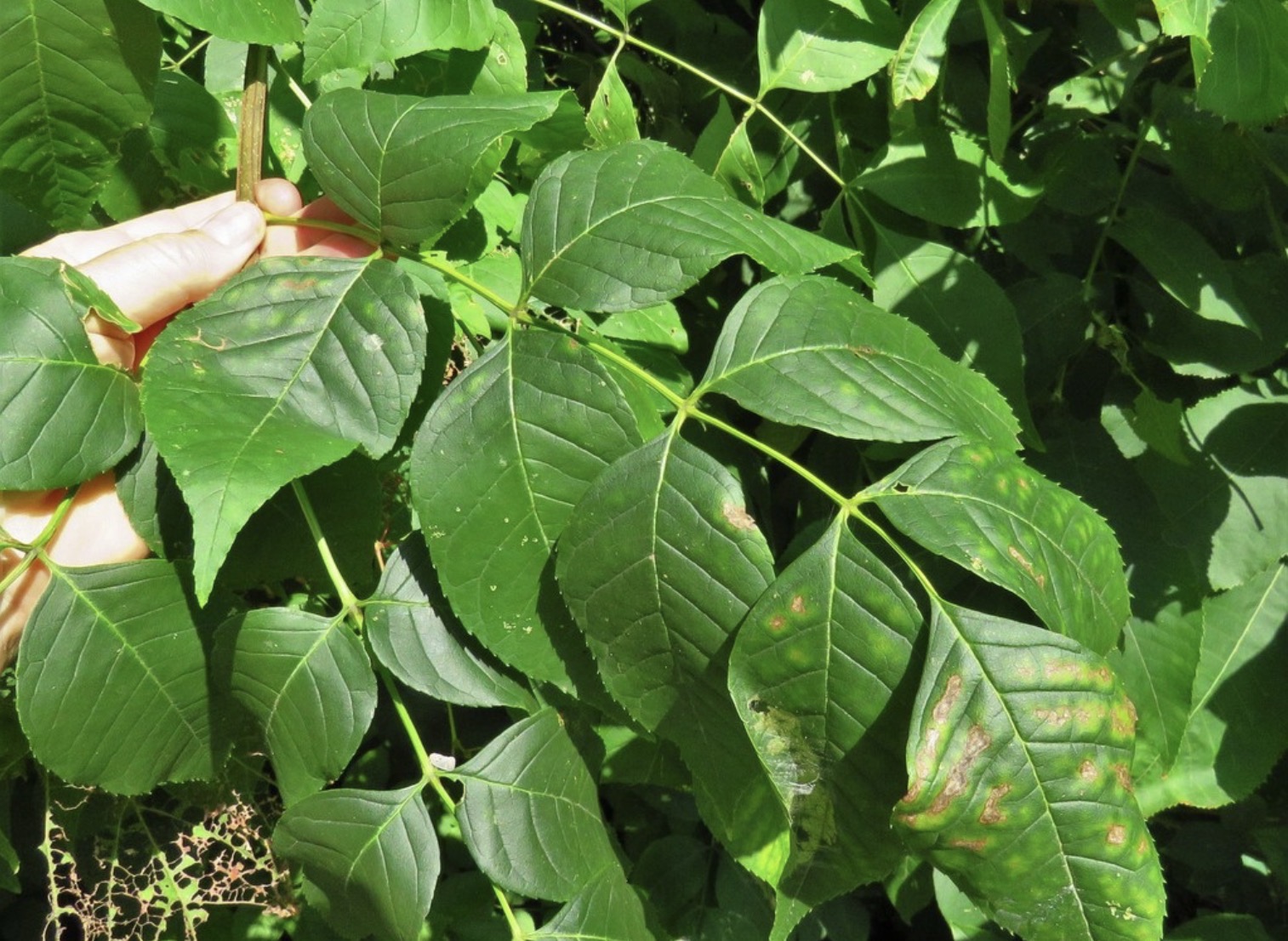 <p><strong>Leaf Type:</strong></p><p><span>Compound (Pinnately , Bipinnately, Palmately)</span></p><p><strong>Leaf Arrangement:</strong></p><p><span>Opposite</span></p><p><strong>Leaf Shape:</strong></p><p><span>Lanceolate</span></p><p><span>Ovate</span></p><p><strong>Leaf Margin:</strong></p><p><span>Serrate</span></p><p><strong>Hairs Present:</strong></p><p><span>Yes</span></p>