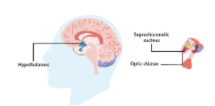 <p><span style="font-family: Aptos, sans-serif;">Area of the Hypothalamus, responsible for regulating an individual's sleep-wake pattern, by playing a key role in regulating sleep-wake cycle (internal body clock). At specific times in a 24-hour day, the suprachiasmatic nucleus sends signals to regulate various activities in the body and keep it functioning to a daily schedule of sleep and wakefulness. The SCN is made up of 2 nuclei, approximately 10,000 neurons each (located above the optic chiasm).&nbsp;</span></p>