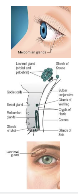 <ul><li><p>goblet cells </p><ul><li><p>in conjunctiva </p></li></ul></li><li><p>corneal and conjunctival epithelial cells </p></li></ul><p></p>