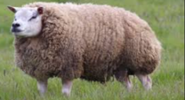 <p>welk type schaap is dit </p>