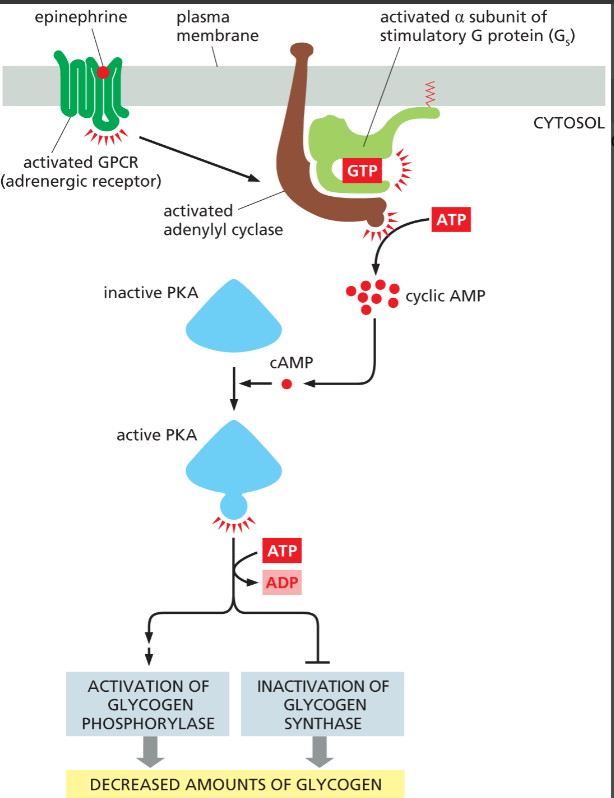 <p>Enzyme that<strong> catalyzes the formation of cyclic AMP</strong> from ATP; an important component in some intracellular signaling pathways.</p><ul><li><p>activated by the alpha subunit of a G-protein! adenyl cyclase will then produce cAMP</p></li></ul><p></p>