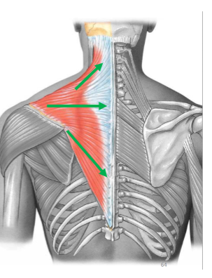 <p>Trapezius: Function</p>