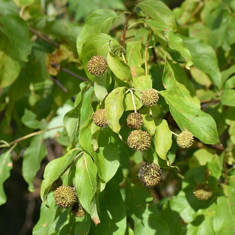 <p>buttonbush</p>