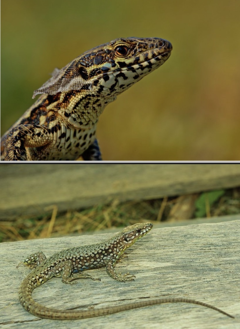 <p>Common Name: Common Wall Lizard</p><p>Family: Lacertidae</p><p>ID: flattened body with small scales; grayish to brownish green dorsum, often with 3 diffuse stripes</p><p>Native to Europe </p><p>Found in Cincinnati metro area</p><p>Introduced</p>