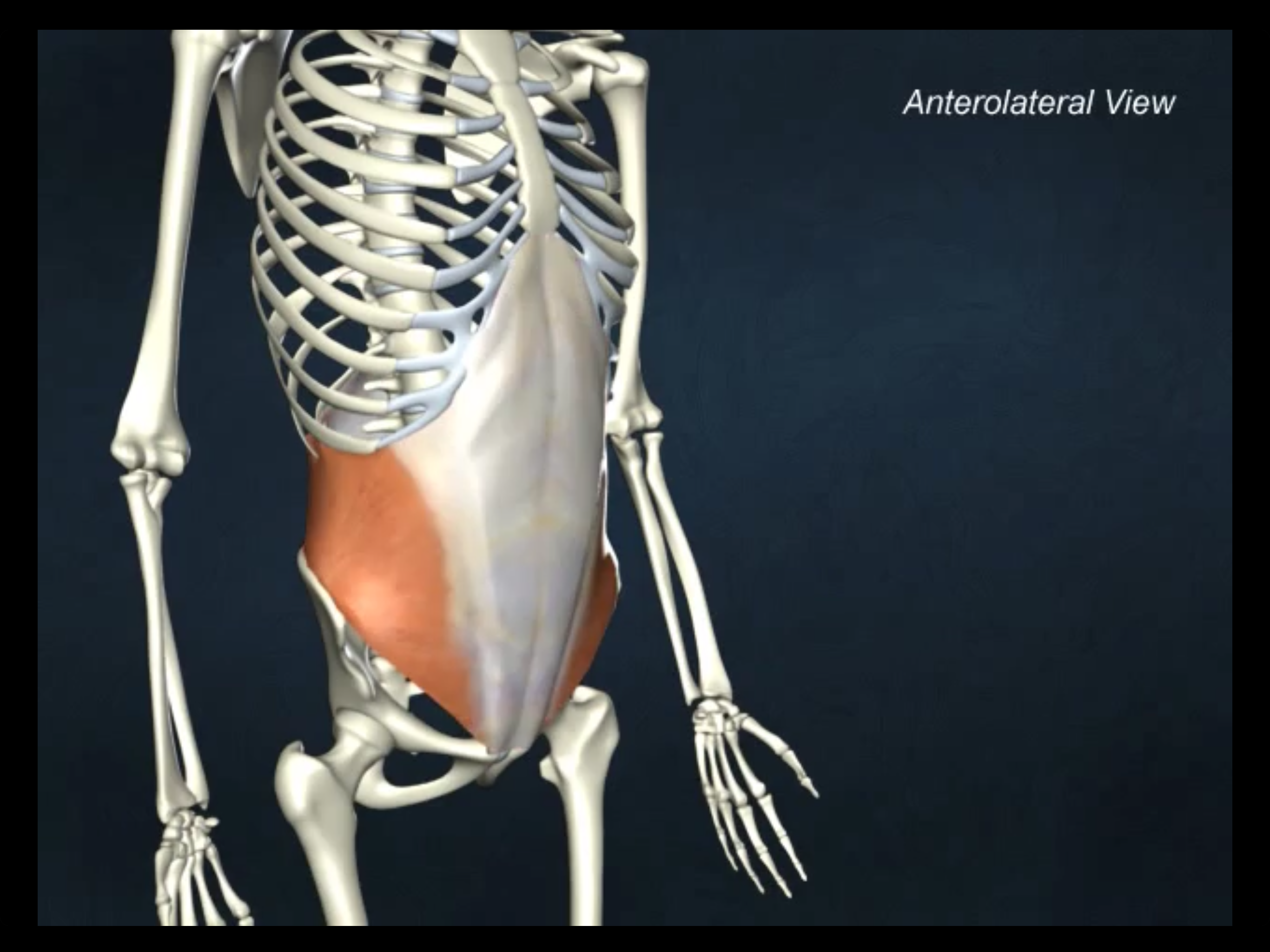 <p>inguinal ligament</p>