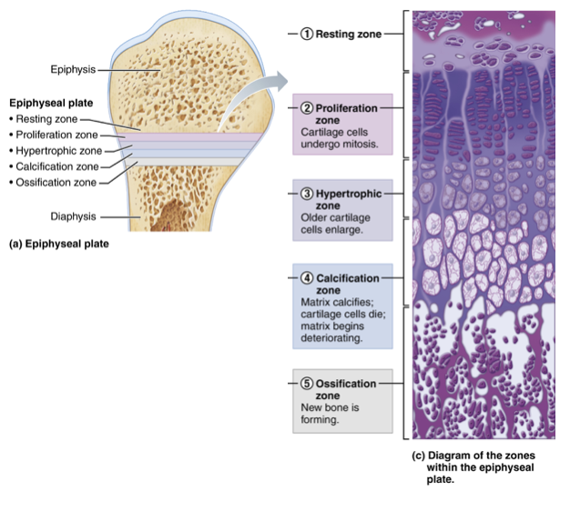 <p>Occurs at the epiphyseal growth plate. Involves 5 zones: resting, proliferation, hypertrophic, calcification, and ossification</p>
