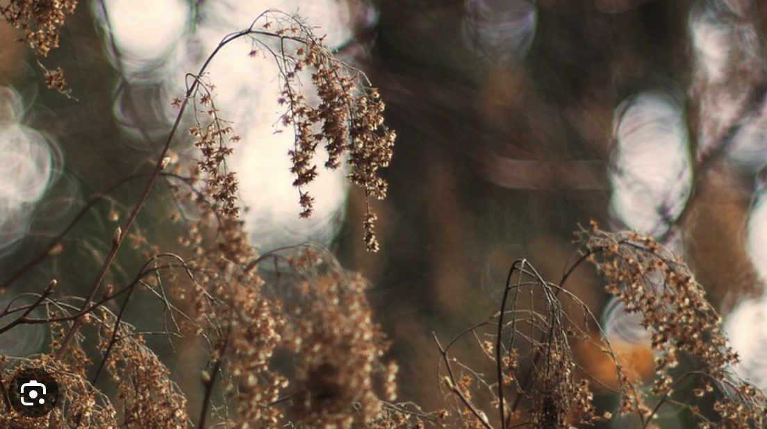 pollen-like clusters as flowers, droopy and dead-looking