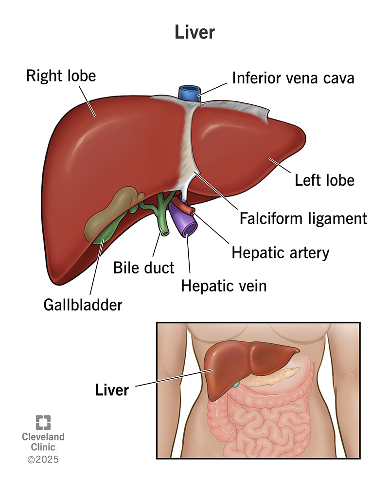 <p><strong>Liver</strong></p>