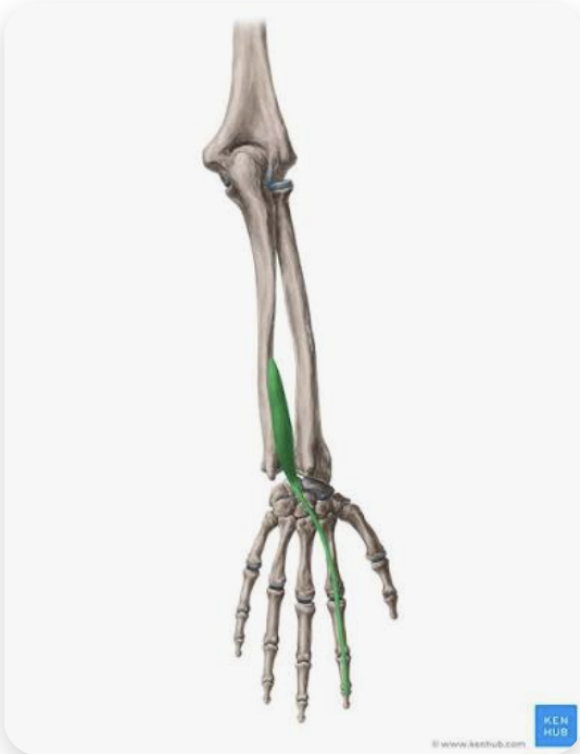 <p>O: Posterior distal ulna; interosseous membrane</p><p>I: DIstal aponeurosis of the 2nd digit</p><p>A: Extension of digit 2, extension of the hand</p><p>N: Radial nerve</p>