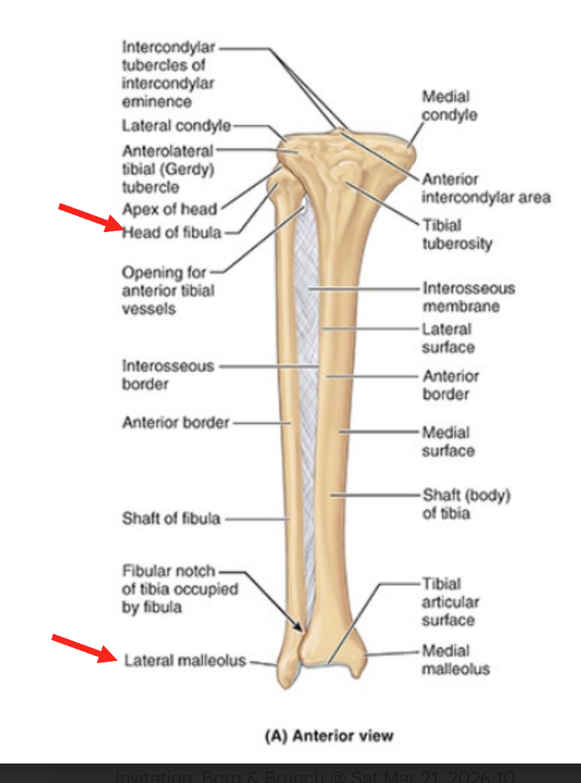 <ul><li><p>head</p></li><li><p>neck</p></li><li><p>lateral malleolus</p></li></ul><p></p>