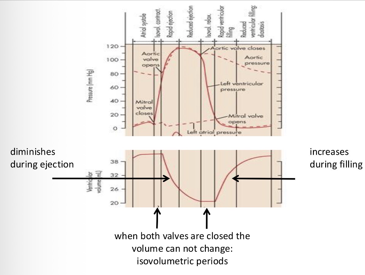 <p>1 - beginning of the systole no change in volume</p><p>2 - when the aortic valve opens the blood is ejected so the volume goes down </p><p>3 - when the ventricular pressure drops below the aortic pressure, the volume stays the same</p><p>4 - the filling of the ventricles starts when the pressure of the ventricles is lower than that of the atria so the volume grows </p><p></p><p>The difference between the top and bottom of the blood volume is the amount of blood that was ejected in one stroke = stroke volume</p>