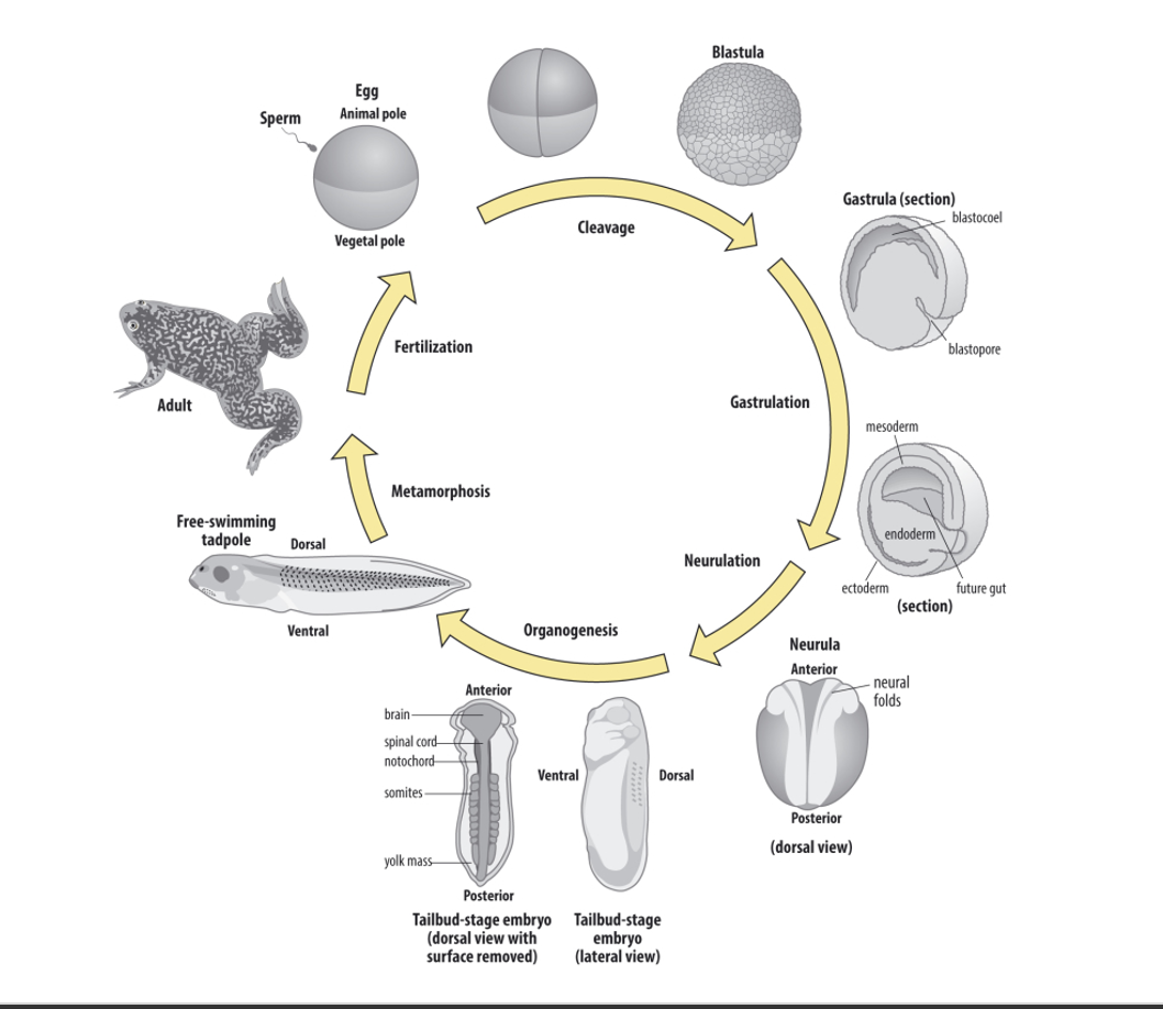 <ol><li><p>Cleavage</p><ul><li><p>really fast so no cell growth</p></li></ul></li><li><p>Gastrulation (large scale morphogenesis (tissue shape changes))</p><ul><li><p>Ball/disc—> 3D </p></li></ul></li><li><p>Neuralation</p><ul><li><p>Ectoderm → Neural tube</p></li></ul></li><li><p>Organogenesis</p></li><li><p>Metamorphosis (in frogs)</p></li></ol><p></p>