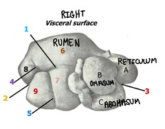 <p>9</p>