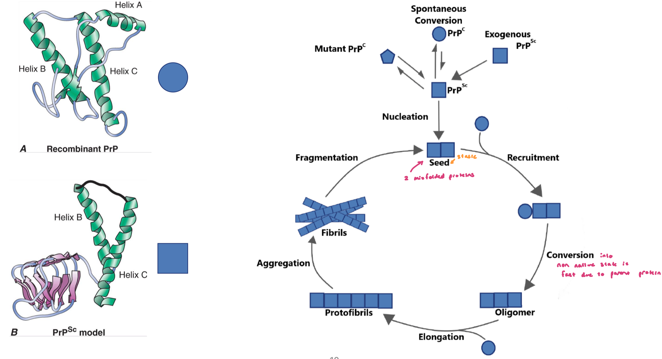 <ul><li><p>a prion (<em>pr</em>otein <em>i</em>nfection) is an amyloid fibril that can convert the native conformation of the PrP prion protein (PrP<sup>C</sup>) into the infectious nonnative structure (PrP<sup>Sc</sup>) following the formation of a seed</p></li><li><p>very rare, can be promoted by mutations</p></li><li><p>only prions are considered infection agents; aggregates formed by other amyloideogenic proteins display prion-like behavior, meaning they can cause template misfolding and spread within and across diff brain regions</p></li></ul><p></p>