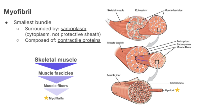 <p>Smallest bundle</p><p>○ Surrounded by: <strong>sarcoplasm</strong></p><p>(cytoplasm, not protective sheath)</p><p>○ Composed of: <strong>contractile proteins</strong></p>