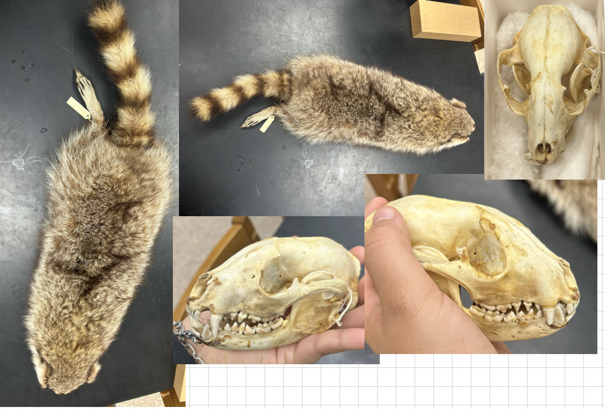 <p>What is the scientific name?</p>