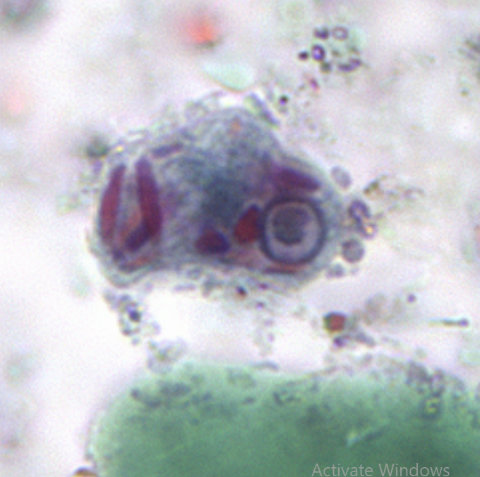 <ol><li><p>Species</p></li><li><p>Stage</p></li></ol><p></p>