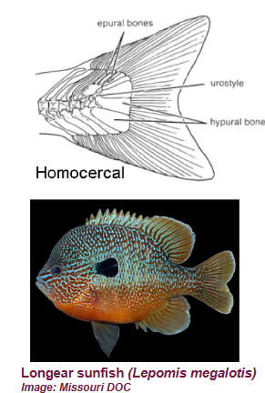 <p><span style="background-color: transparent;">most common,equal lobe</span></p>