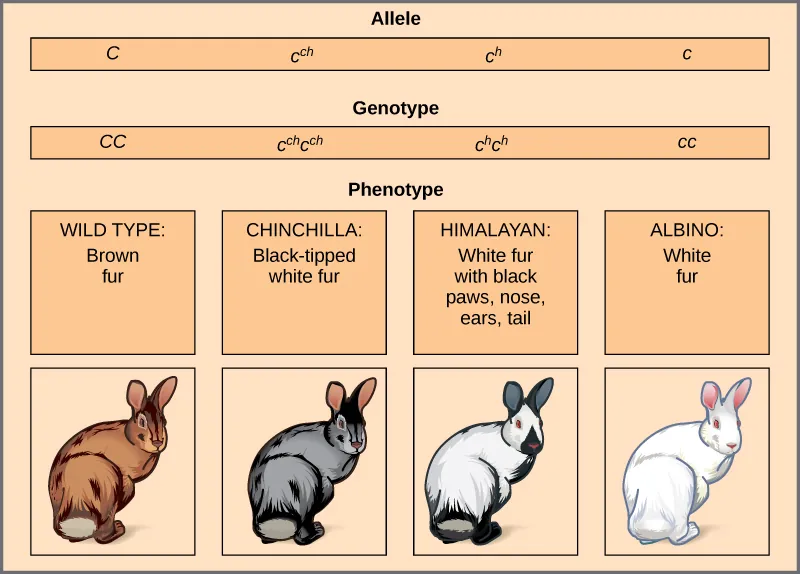 <p><span style="font-family: Aptos, sans-serif;">The most common phenotype or genotype among wild animals (“+”)</span></p>