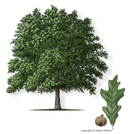 <p>Native to AR</p><p>Leaves alternate, simple</p><p>similar to Post Oak, sharper margins, thinner leaves</p><p>acorn has top covering most of nut</p>