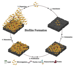<p>What characterizes the maturation stage of biofilm formation?</p>