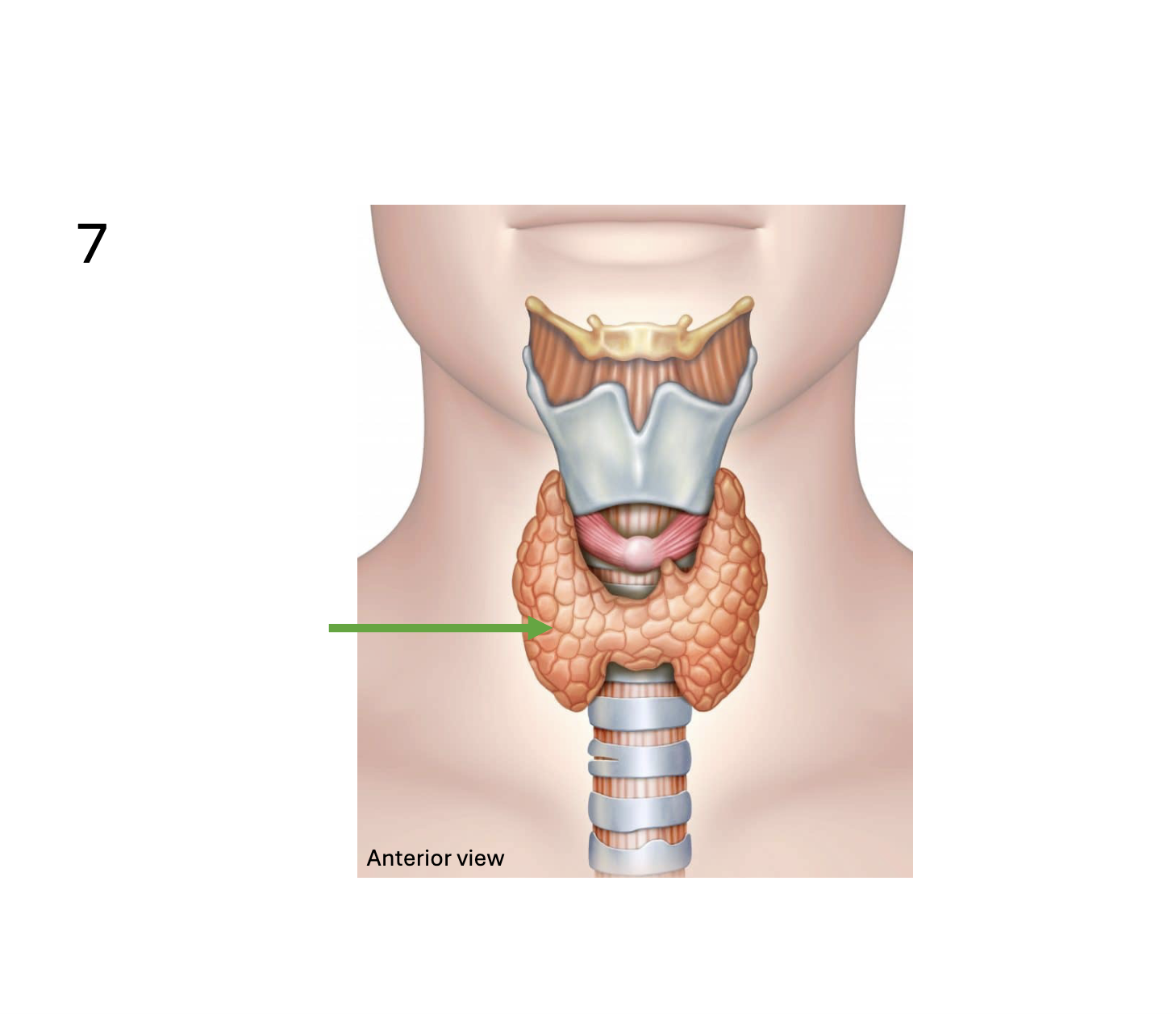 <p>Identify the <strong>gland</strong></p>