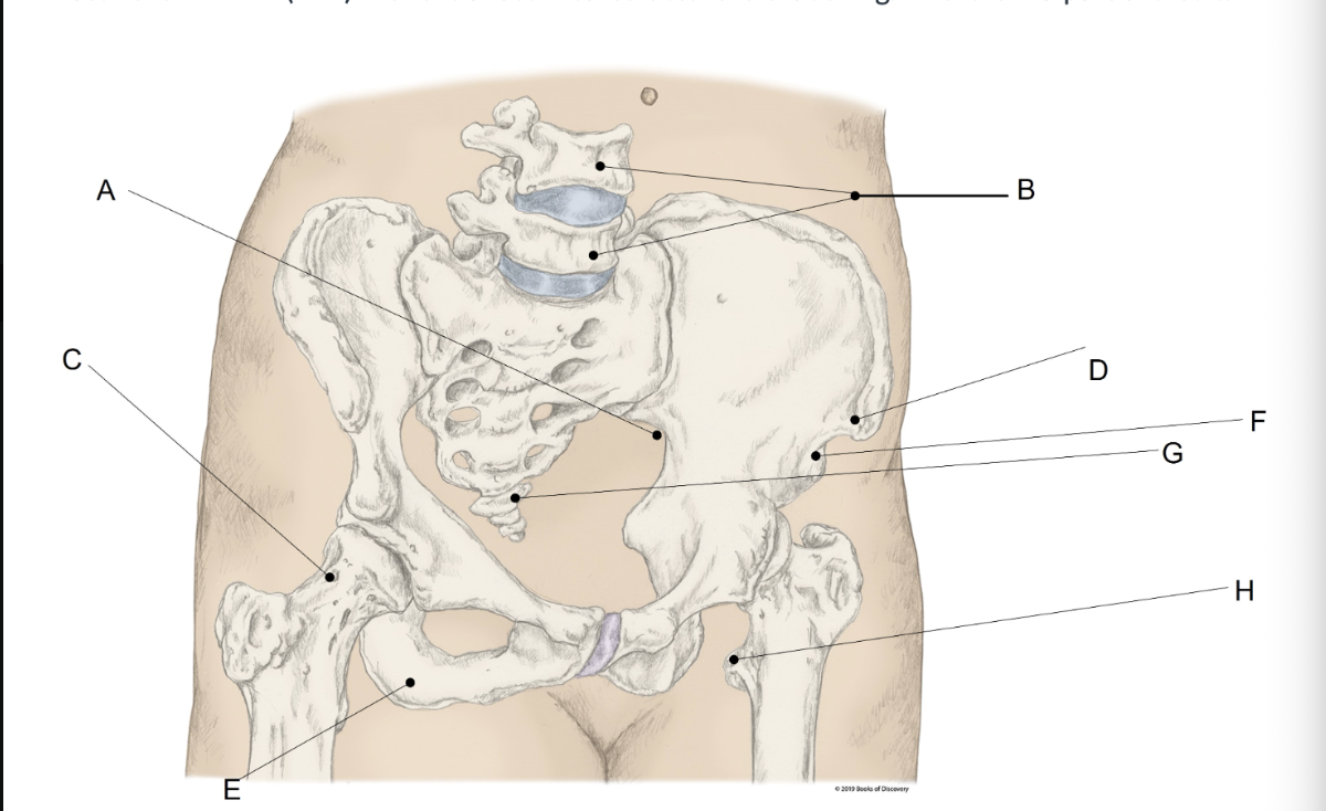 <p><span>Match the LETTER (A-H) with the anatomical structure it is labelling. &nbsp;There is NO partial credit.</span></p>