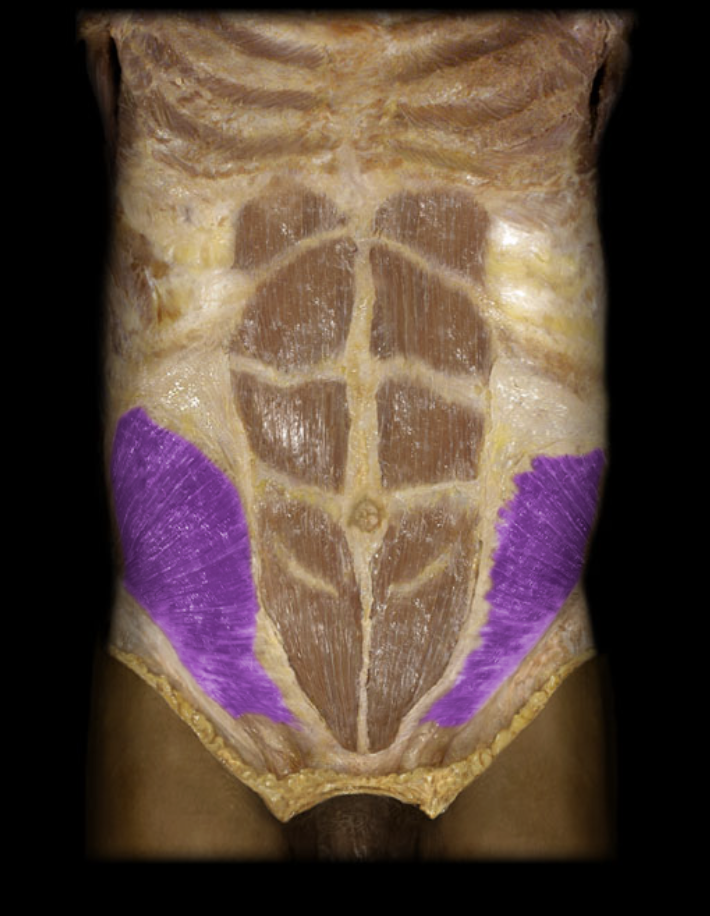 <p>Identification.</p>