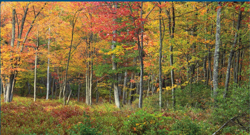 <ul><li><p><strong>climate:</strong></p><ul><li><p>moderate temp</p></li><li><p>distinct seasons (fall, winter, spring, summer)</p></li><li><p>moderate precipitation</p></li></ul></li><li><p><strong>vegetation</strong></p><ul><li><p>deciduous trees (lose leaves in fall)</p><ul><li><p>oak, maple</p></li></ul></li><li><p>adaptation: leaf drop → conserve H2O in winter</p></li></ul></li><li><p><strong>soil:</strong></p><ul><li><p>fertile → supports biodiversity</p></li></ul></li><li><p><strong>animals:</strong> deer, foxes, squirrels, birds</p></li></ul><p></p>