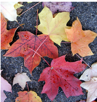 <p><span style="background-color: transparent;"><u>Acer saccharum. </u>sugar maple. Sapindaceae</span></p>