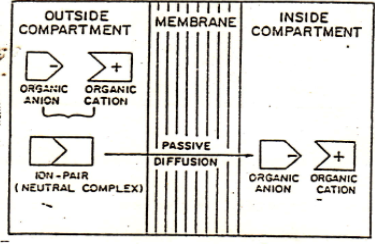 <ul><li><p><span style="background-color: transparent; font-family: "Arial Rounded", sans-serif;">Contoh:&nbsp;absorpsi zat-zat yg terionisasi kuat pada pH fisiologis</span></p></li><li><p><span style="background-color: transparent; font-family: "Arial Rounded", sans-serif;">zat membentuk pasangan ion dengan zat endogen dari saluran pencernaan&nbsp;kompleks pasangan ion ini kemudian diabsorpsi secara difusi pasif karena sifatnya yang larut dalam air dan lipid.</span></p></li></ul><p></p>