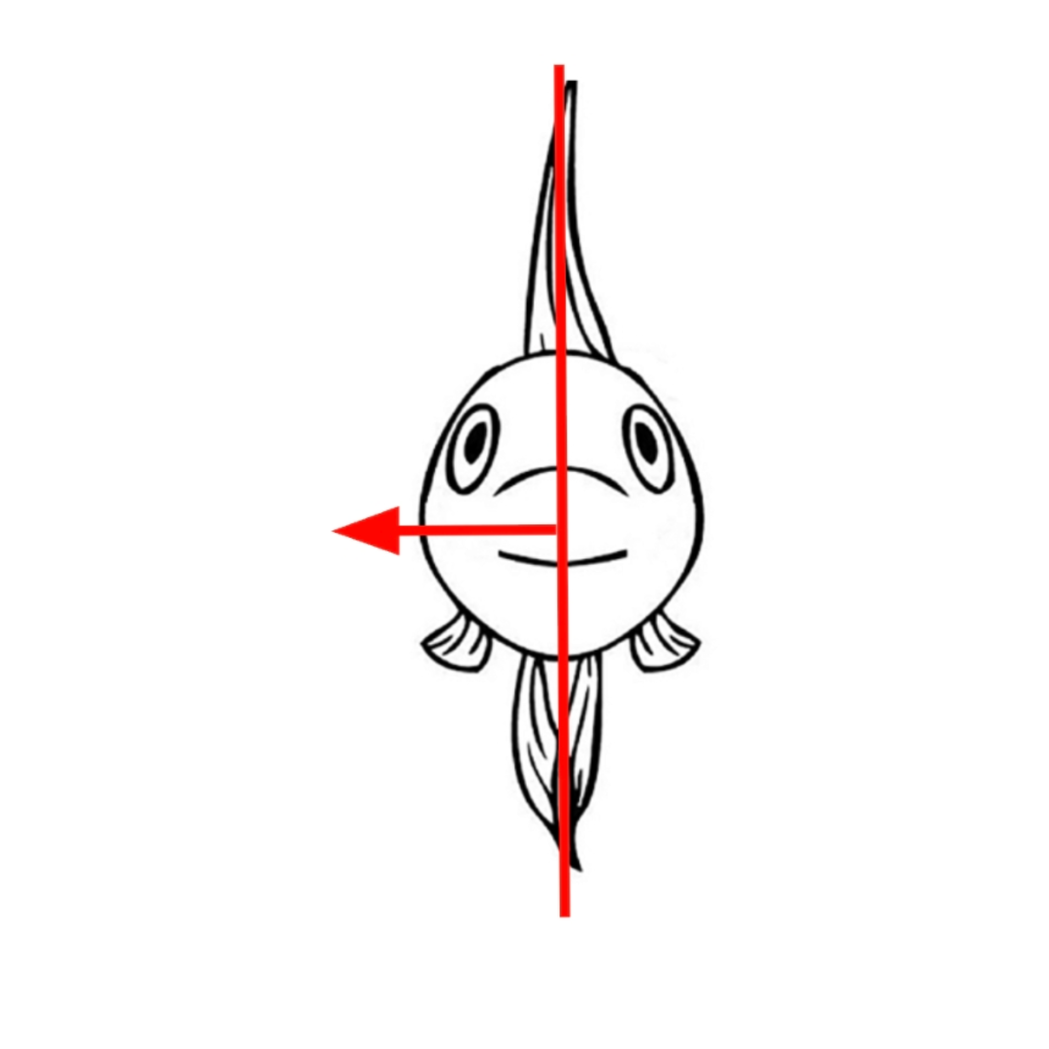 <p>Medial</p>