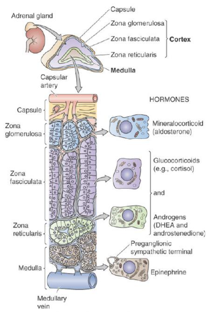 <p><u>Zona Glomerulosa</u></p><ul><li><p>adrenal cortex </p></li><li><p>hormone = aldersterone</p></li></ul><p><u>Zona Fasciculata &amp; Reticularis</u></p><ul><li><p>adrenal cortex </p></li><li><p>hormone = cortisol, corticosterone, androgens </p></li></ul><p><u>Medulla</u> </p><ul><li><p>adrenal medulla </p></li><li><p>hormone = adrenaline, noradrenaline</p></li></ul><p></p>