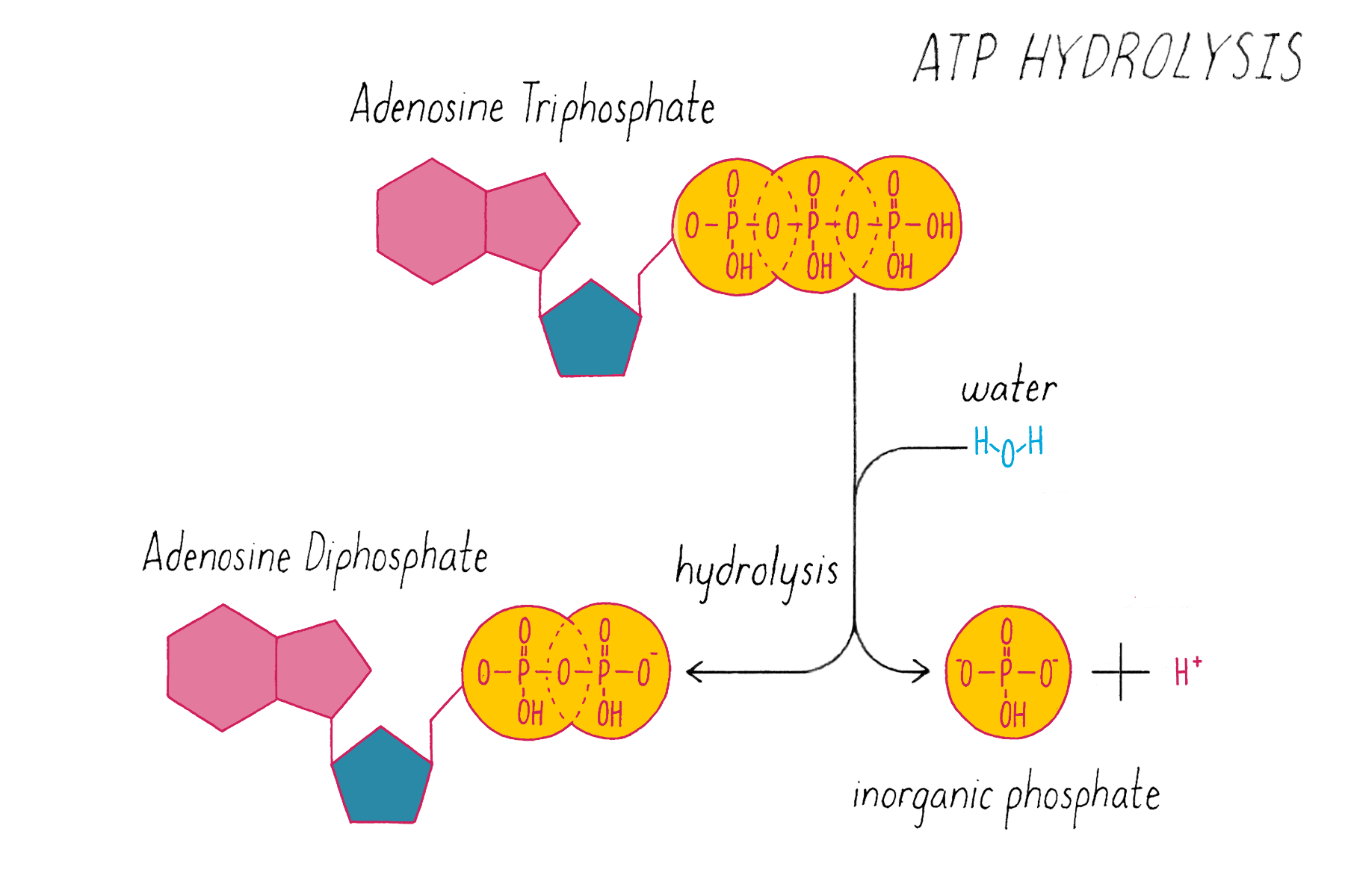 <p>The cellular process where a water molecule is used to break the terminal phosphate bond of an <span>ATP</span> molecule, releasing free energy and producing <span>ADP</span> plus an inorganic phosphate</p><ul><li><p><span>ATP + H2O → ADP + Pi + free energy</span></p></li><li><p><span style="color: rgb(0, 58, 255);">ΔG = -7.3 kcal/mol</span></p></li><li><p>Provides energy for the cell</p></li></ul><p></p>