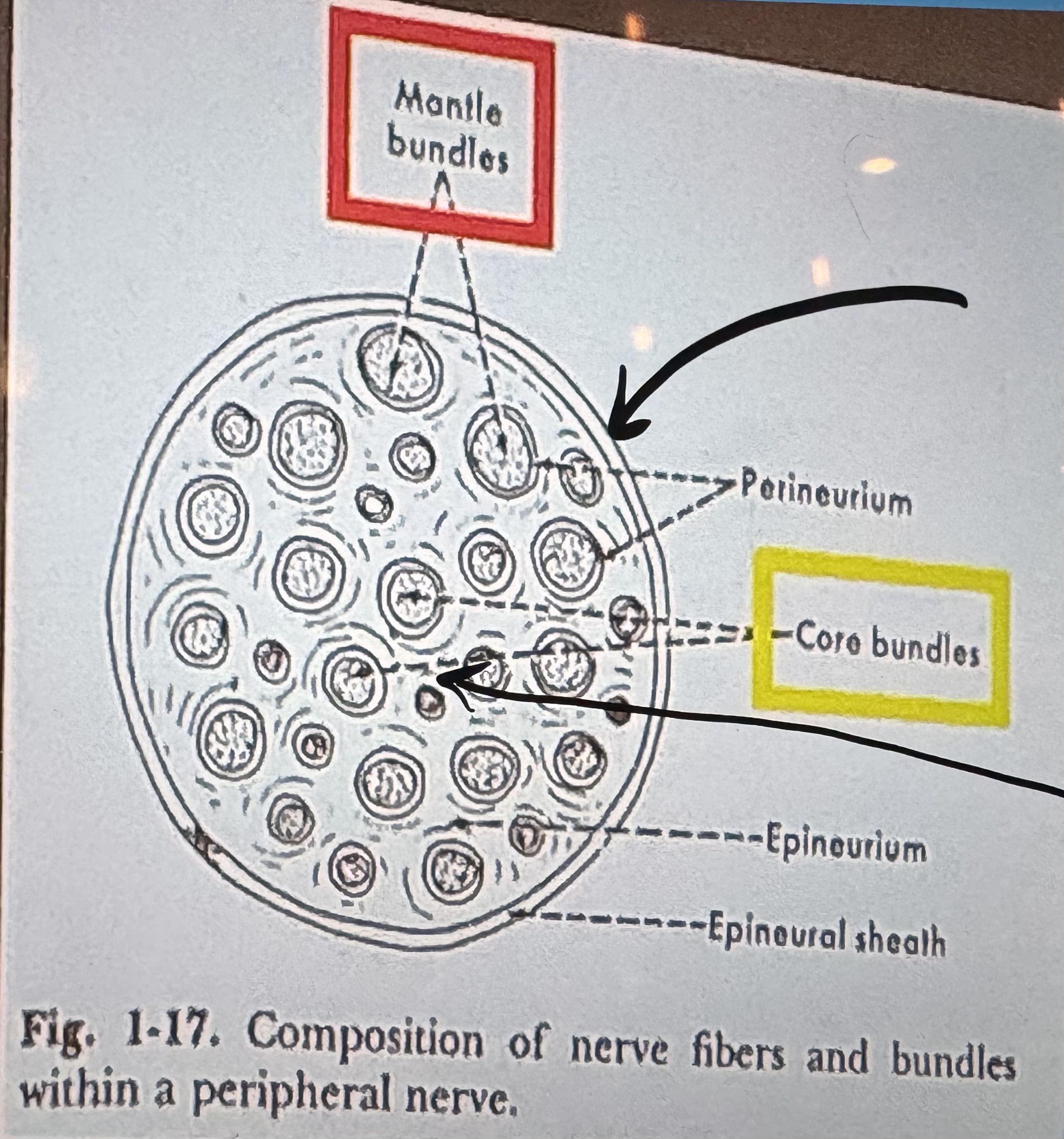 <p>Definition 1: Some diffusion into surrounding tissues occurs. </p><p>Definition 2: Distributed throughout the body and can pass the BBB and placenta.</p>