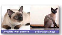 <p><span style="font-family: "Arial Narrow";">The cooler extremities (face, ears, paws, and tail) display a darker color, while the body remains lighter. There are several variations</span></p><ul><li><p><span style="font-family: "Arial Narrow";">Seal Point: Dark brown/black points with a cream or fawn body.</span></p></li></ul><ul><li><p><span style="font-family: "Arial Narrow";">Blue Point: Blue-gray points with a light gray or white body.</span></p></li></ul><ul><li><p><span style="font-family: "Arial Narrow";">Chocolate Point: Light brown points with an ivory body.</span></p></li></ul><ul><li><p><span style="font-family: "Arial Narrow";">Lilac Point: Pinkish-gray points with a frosty white body.</span></p></li></ul><ul><li><p><span style="font-family: "Arial Narrow";">Red/Cream Point: Orange or pale cream points with a white body.</span></p></li></ul><p><span style="font-family: "Arial Narrow";">Siamese, Himalayan, and Birman</span></p>