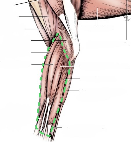 <ul><li><p>extensor carpi radialis</p></li><li><p>common digital extensor</p></li><li><p>lateral digital extensor</p></li><li><p>ulnaris lateralis</p></li></ul><p></p>