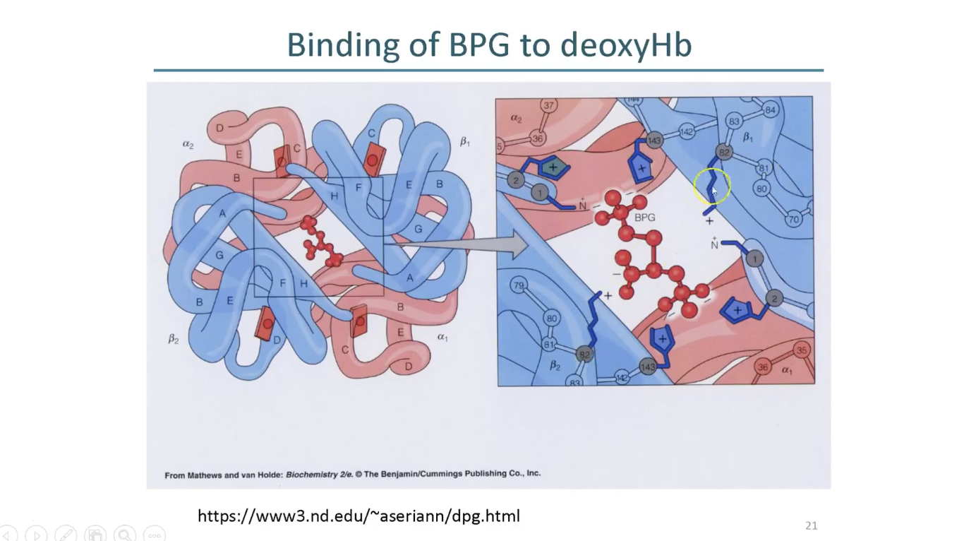 <p>BPG is binding into the cavity of T state of hemoglobin</p><ul><li><p>it interacts with positively charged residues (Lys) </p><ul><li><p>Bohr effect and precense of BPG stabilise T state</p></li></ul></li></ul><p></p>
