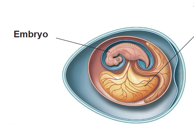 <p>Contains a nutrient rich liquid that is used by the embryo for energetic needs. Has blood vessels that deliver nutrients to the embryo</p>