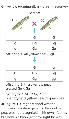 <ul><li><p>In the mid-19th century Gregor Mendel carried out breeding experiments on plants.</p></li></ul><p>What were his main observations? (3)</p>
