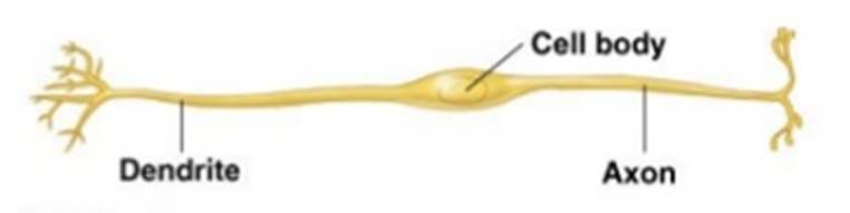 <p>A neuron with two distinct processes extending from opposite sides of the cell body: one dendrite and one axon, found in retina of the eye and olfactory region)</p>