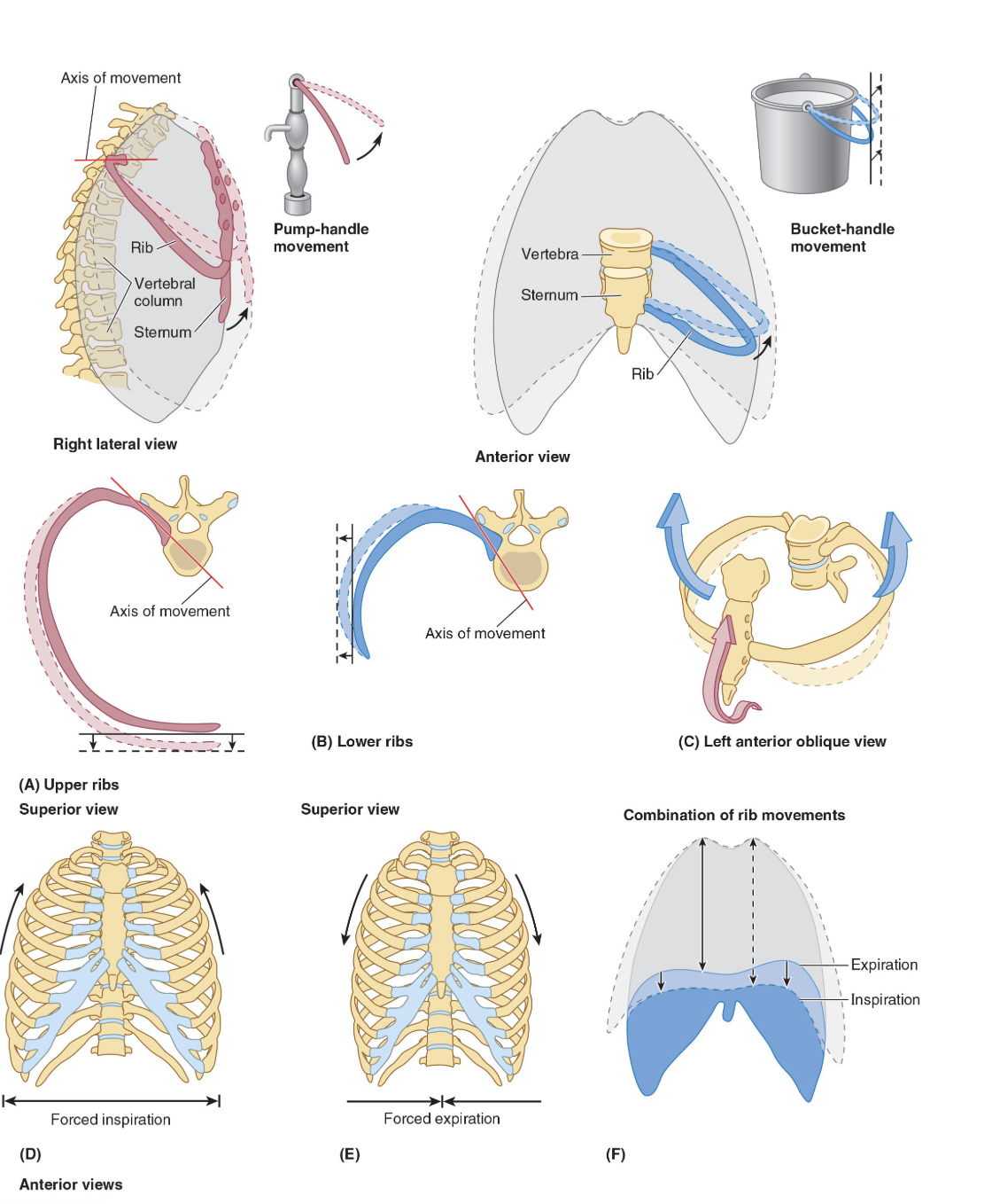 <ul><li><p>During breathing the ribs move in two planes, forwards and backwards (<strong>anteroposterior</strong>) and <strong>laterally</strong>.</p></li><li><p>The anteroposterior motion is often compared to a <strong>pump handle </strong>action where the ribs are the handle of the pump.</p></li><li><p>The lateral movement is often compared to a<strong> bucket handle</strong> where the ribs are a handle pivoting at the spine and sternum.</p></li></ul><p></p>